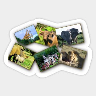African Wildlife Photo Collage Sticker